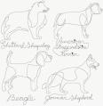 800CL-DogBreeds-II-3